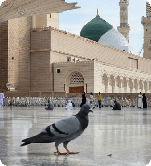 A complete package in Medina and Shura Island