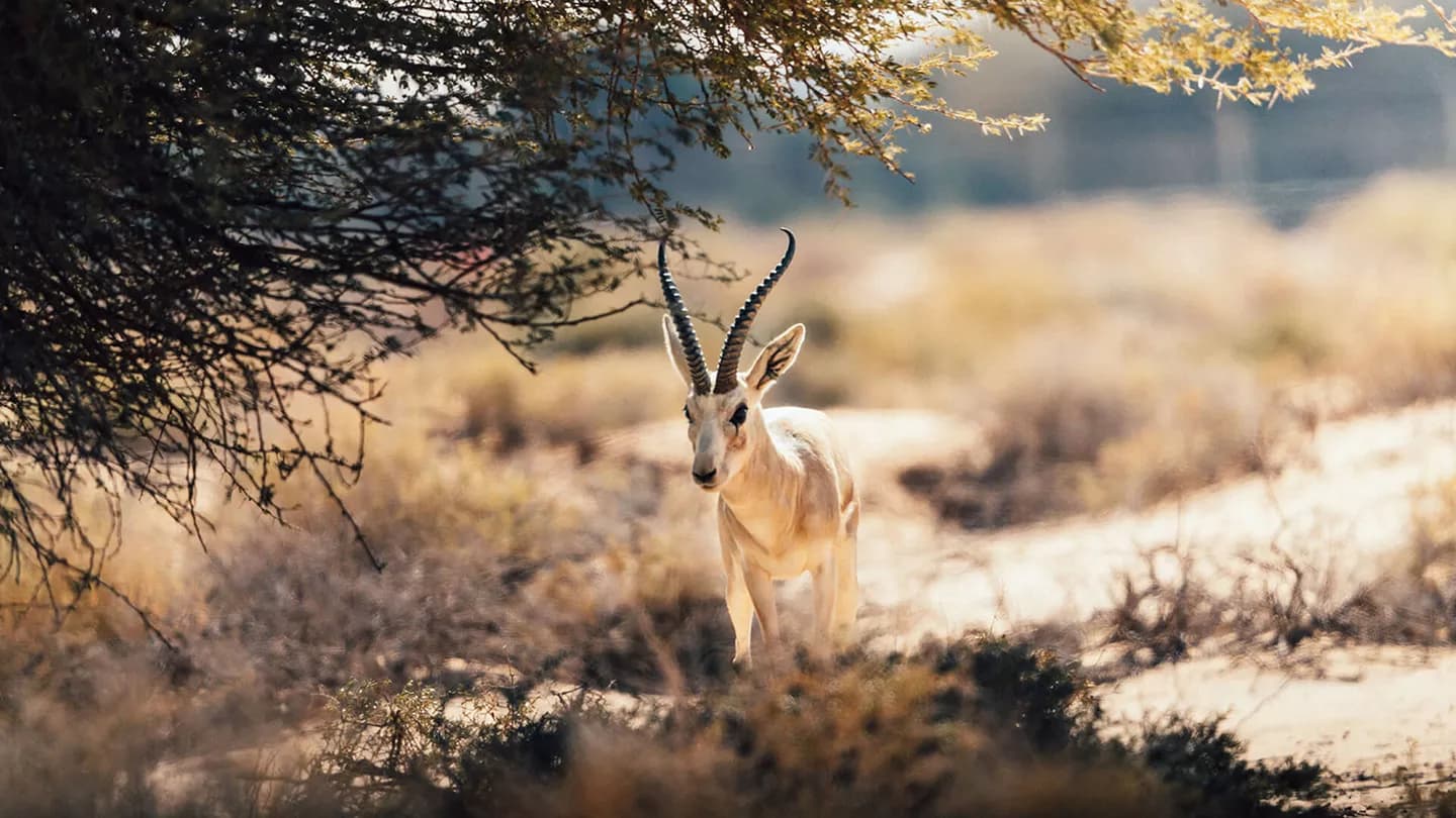 جولة الحياة البرية والطبيعة في الحجر
