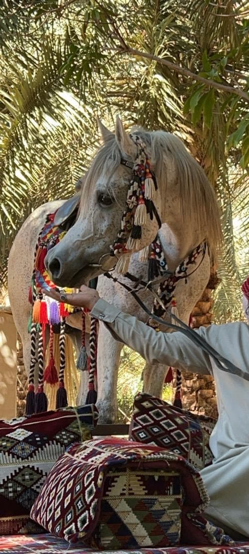 من مغامرة وادي غمرة إلى ليالي النجوم وسط مزرعة ريفية في تبوك