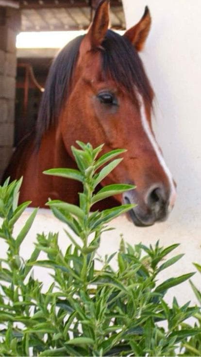 Fal Al Ezz Equestrian Center میں گھڑ سواری کا تجربہ کریں۔