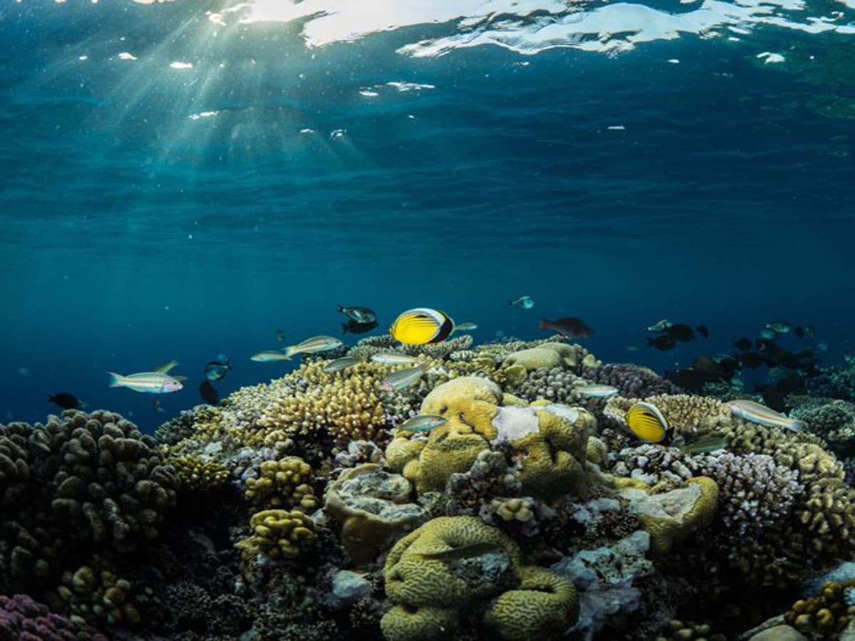 A diving experience in the Red Sea in Jeddah