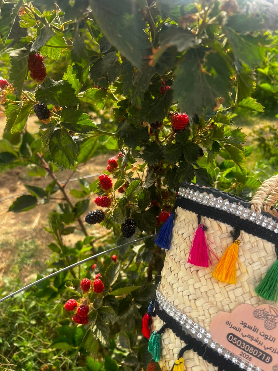 From berries to ice cream | A rustic experience in the courtyard